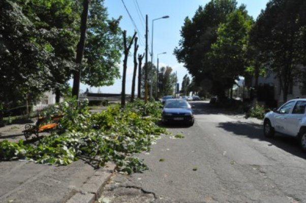 Cernea face apel către Primăria Constanţa pentru a stopa tăierea 
